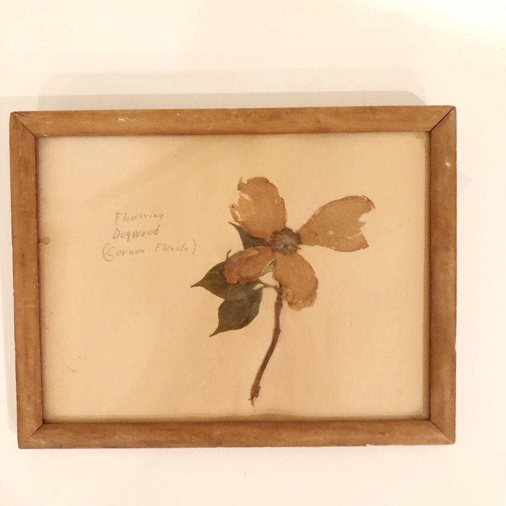 Vintage Framed Pressed Botanical